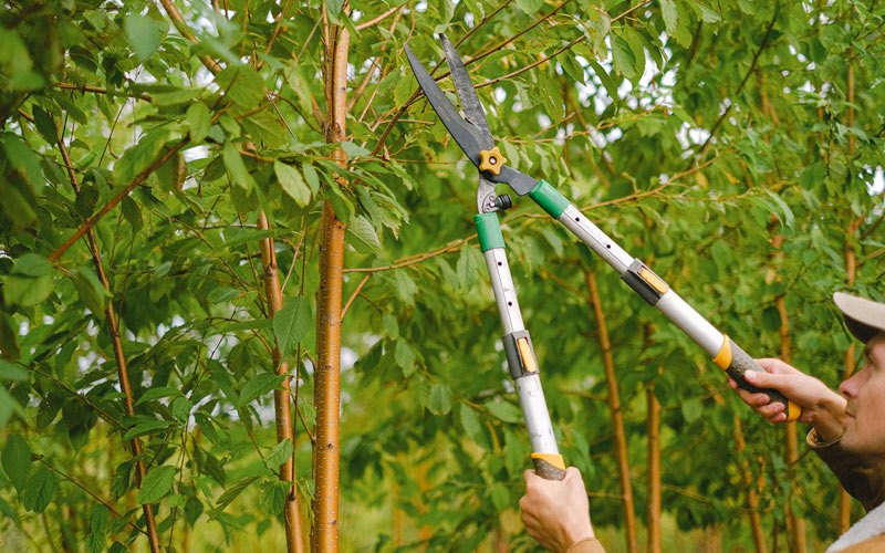 Tree trimming in Woodstock, VT