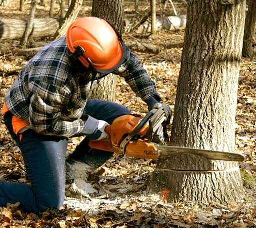 Tree Removal in Woodstock, VT
